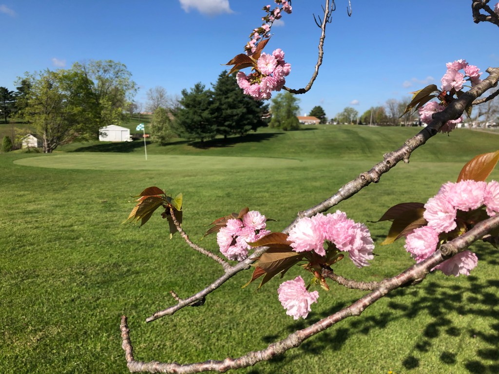 image of course green with flowers